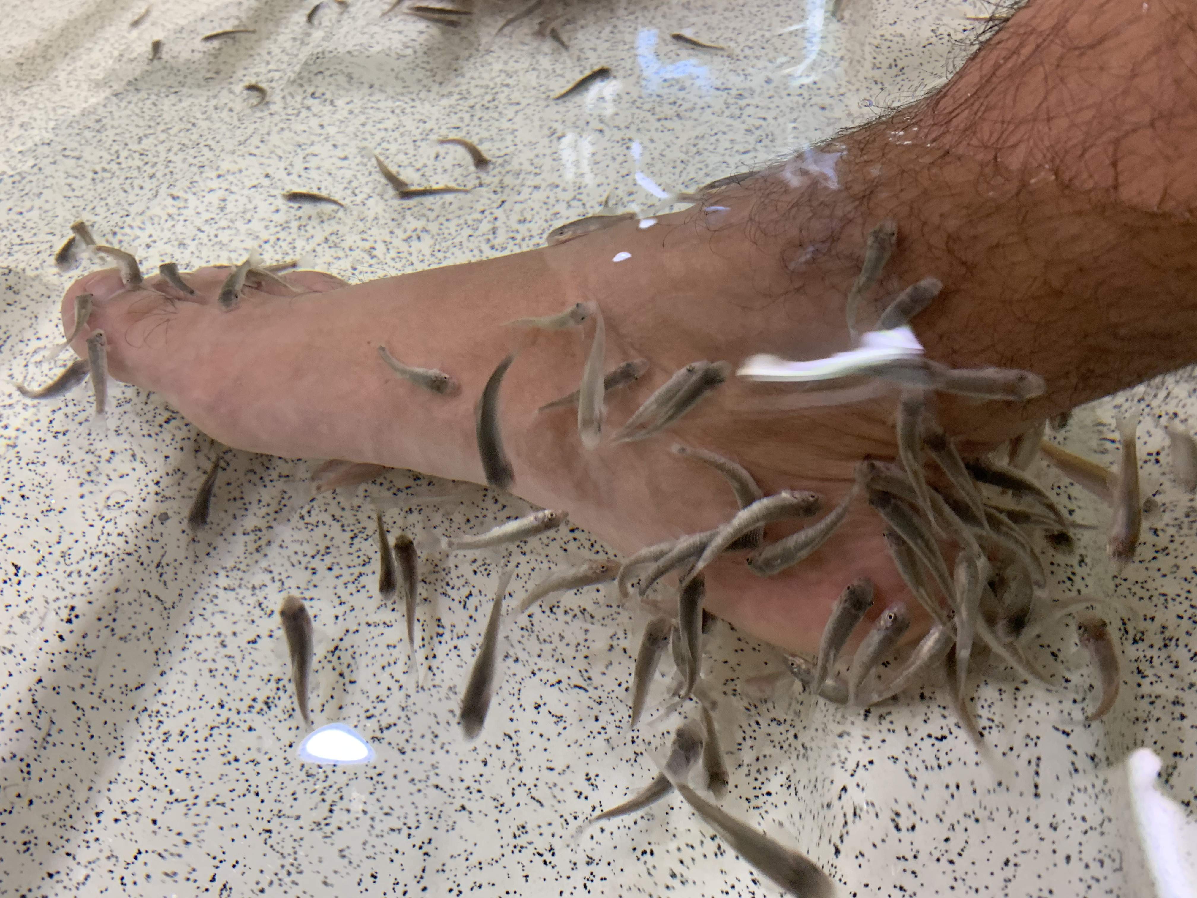 🏞️ 이데노야마 담수어 수족관 (이데노야마 단스이교스이조쿠칸) 이미지 4